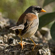 Buff-bridled Inca Finch