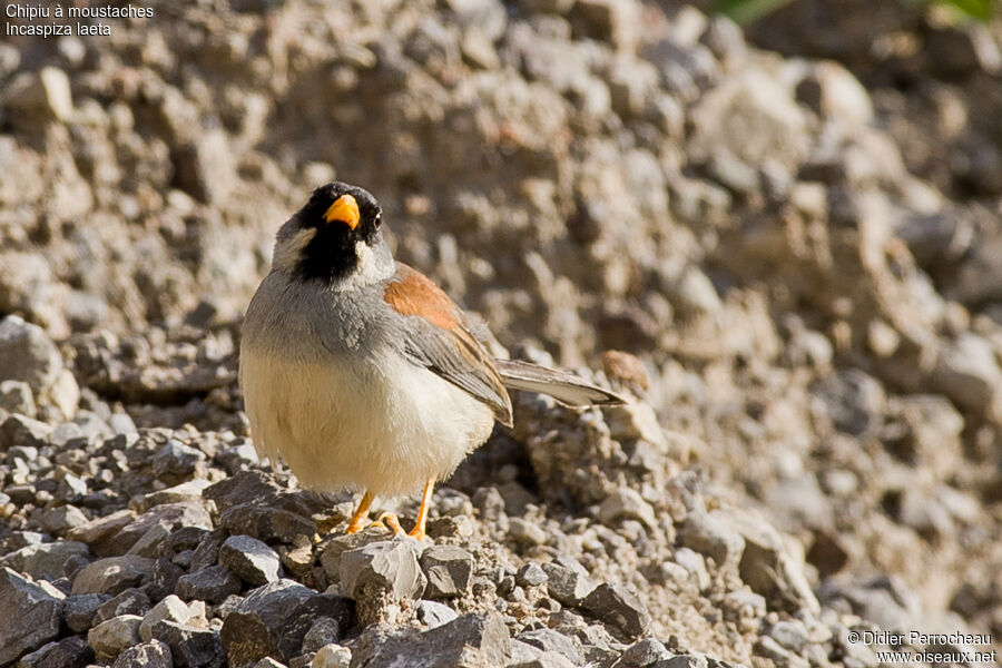 Buff-bridled Inca Finch