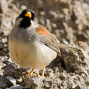 Buff-bridled Inca Finch