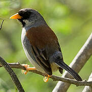 Buff-bridled Inca Finch