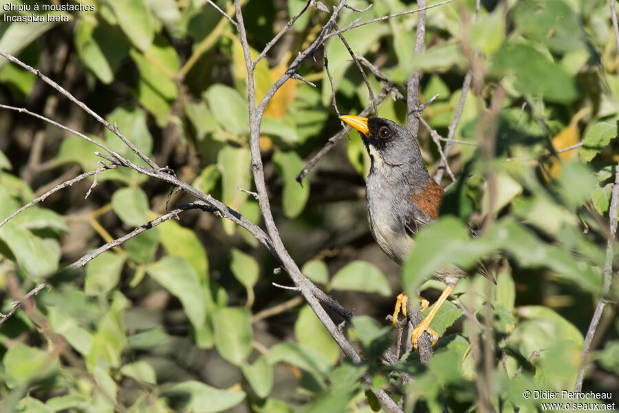 Buff-bridled Inca Finch