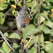 Buff-bridled Inca Finch