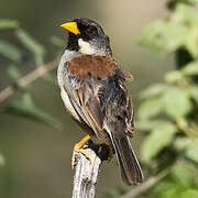 Buff-bridled Inca Finch