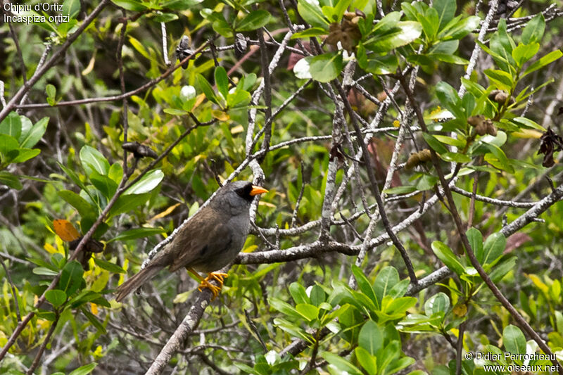 Grey-winged Inca Finchadult, habitat, pigmentation