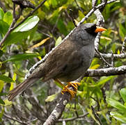 Grey-winged Inca Finch