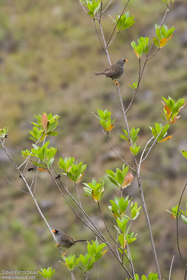 Grey-winged Inca Finchadult, habitat, pigmentation