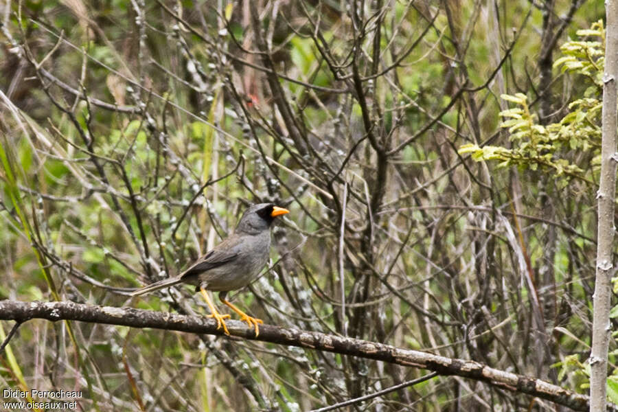 Grey-winged Inca Finchadult, habitat, pigmentation