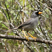 Grey-winged Inca Finch