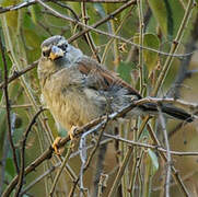 Great Inca Finch