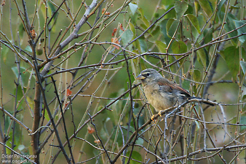 Great Inca Finchimmature, identification