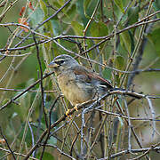 Great Inca Finch