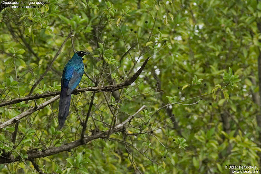 Long-tailed Glossy Starling