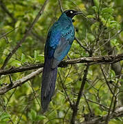 Long-tailed Glossy Starling