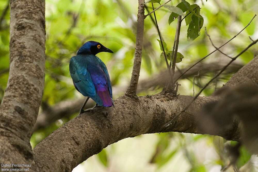 Purple Starlingadult, pigmentation