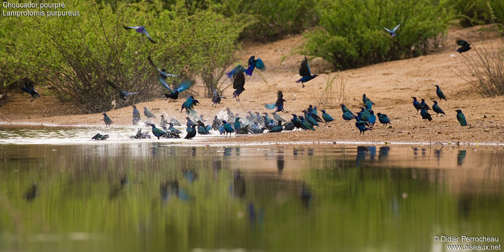 Purple Starling