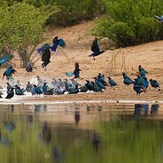 Purple Starling