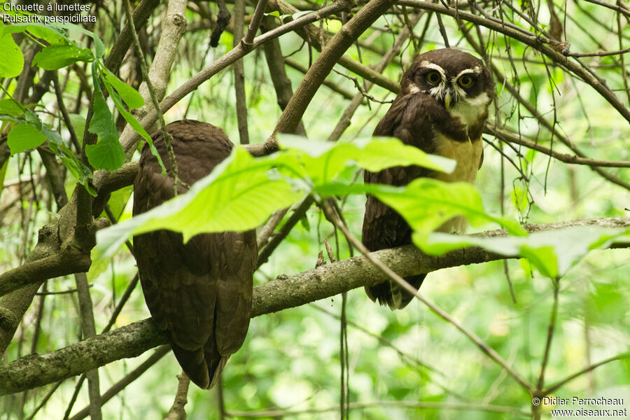 Spectacled Owl