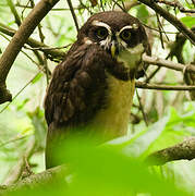 Spectacled Owl