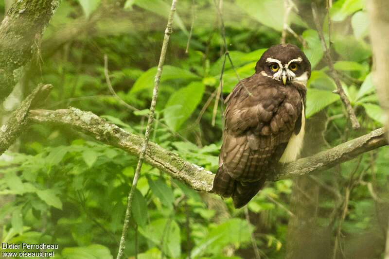 Spectacled Owl, identification
