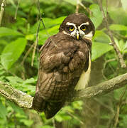 Spectacled Owl