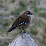 White-winged Cinclodes