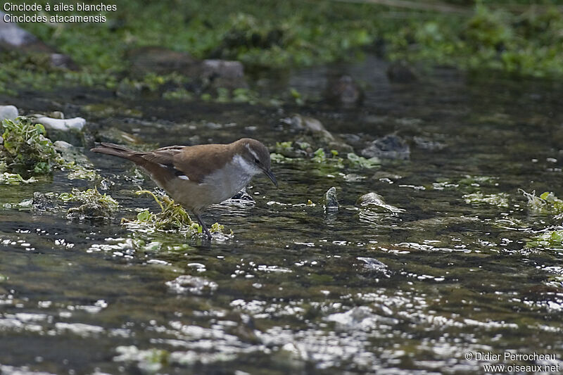 White-winged Cinclodes