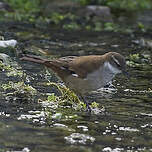 Cinclode à ailes blanches