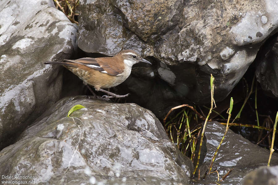 White-winged Cinclodesadult, Behaviour