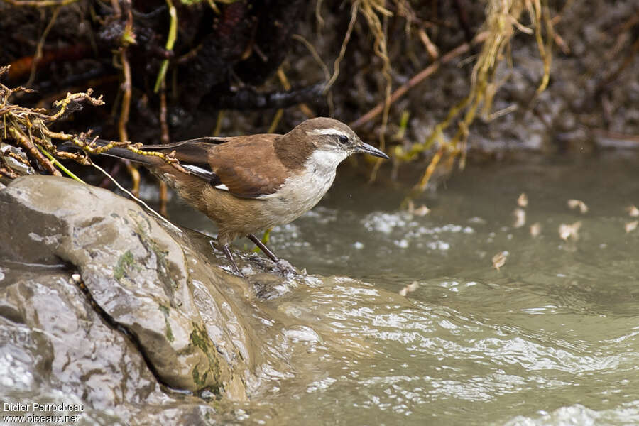 White-winged Cinclodesadult, identification