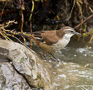 White-winged Cinclodes