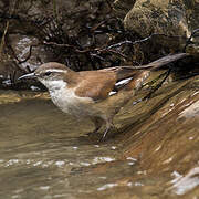 White-winged Cinclodes