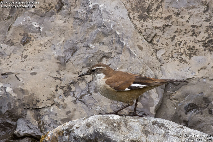 White-winged Cinclodes