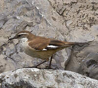 White-winged Cinclodes