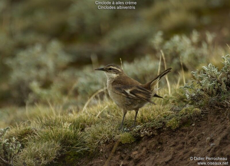 Cream-winged Cinclodes