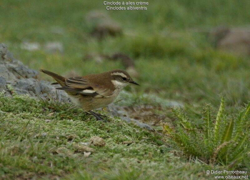 Cream-winged Cinclodes