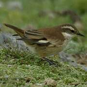 Cream-winged Cinclodes