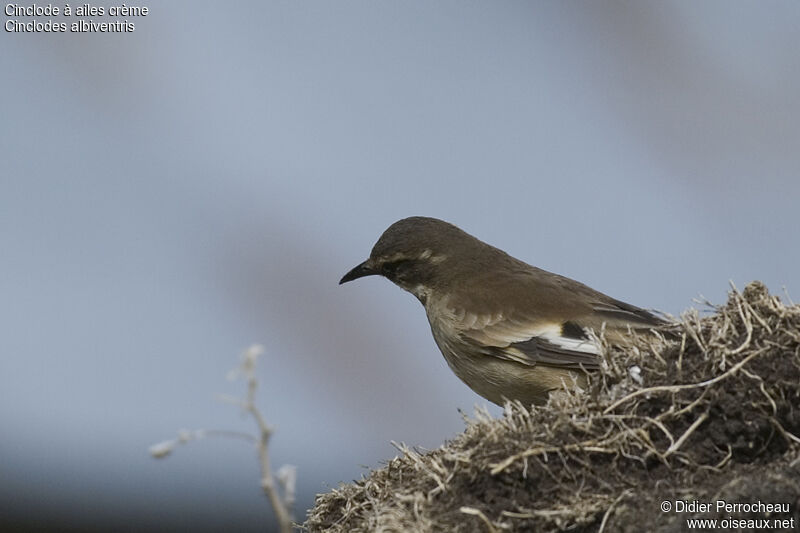 Cream-winged Cinclodes