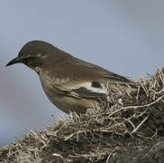 Cream-winged Cinclodes