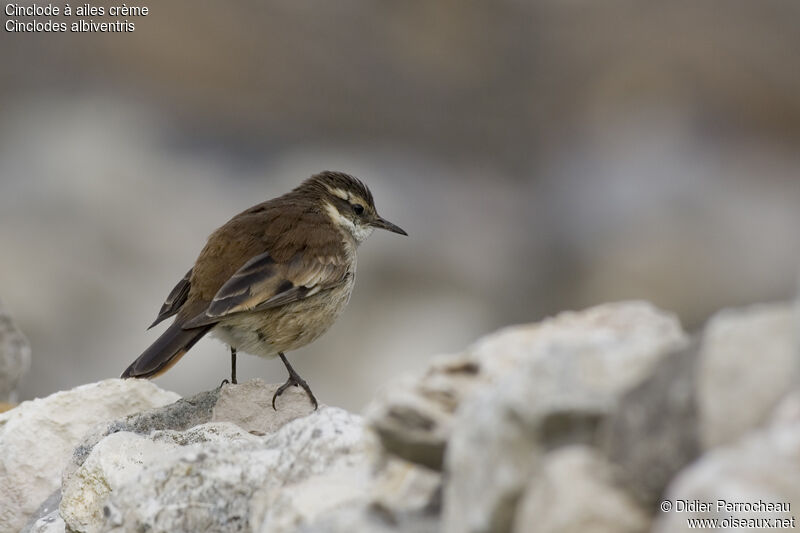 Cream-winged Cinclodes, identification