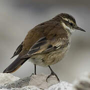 Cream-winged Cinclodes