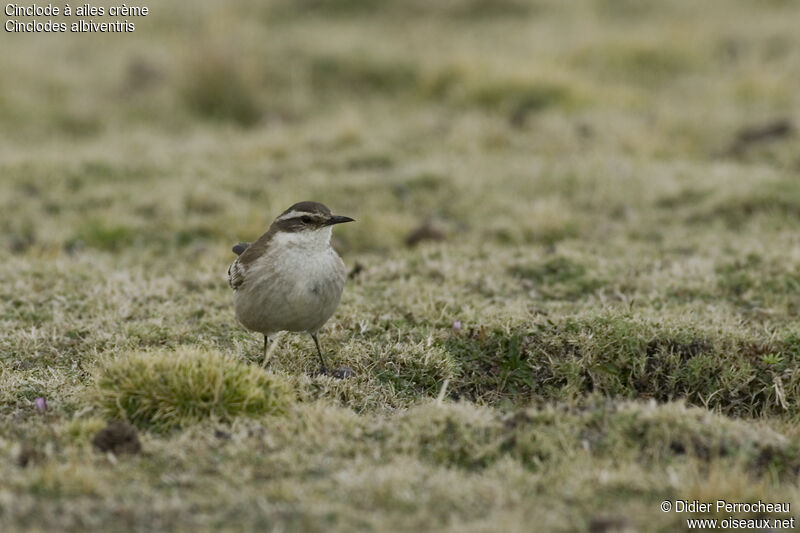 Cream-winged Cinclodes, identification