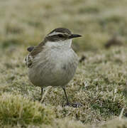 Cream-winged Cinclodes