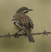 Cream-winged Cinclodes