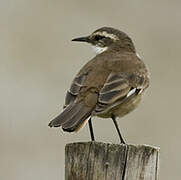 Cream-winged Cinclodes