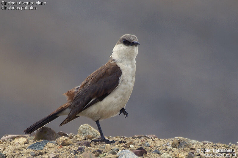 White-bellied Cinclodesadult, identification, Behaviour