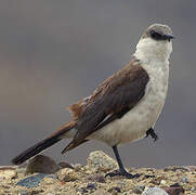 White-bellied Cinclodes