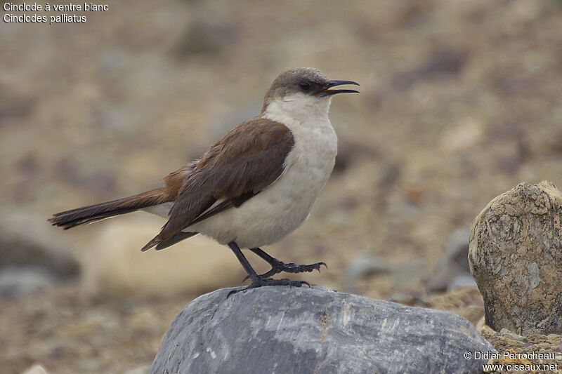 White-bellied Cinclodes, identification, Behaviour