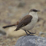 White-bellied Cinclodes