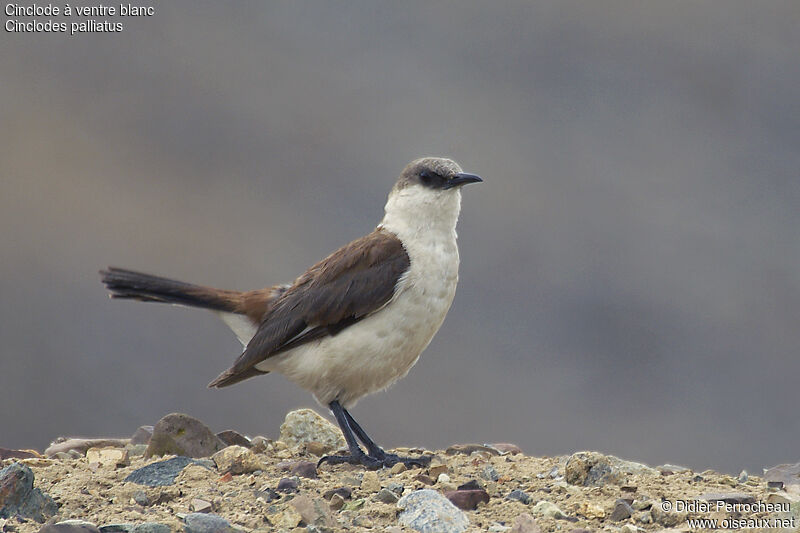 White-bellied Cinclodesadult, identification, Behaviour