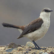 White-bellied Cinclodes